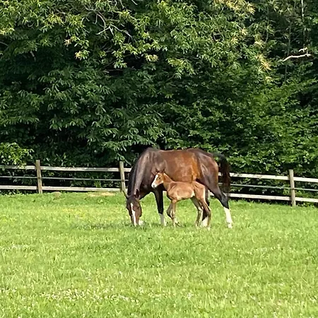 Le Fer A Cheval 72 - Les Contensieres